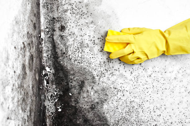 Best Same-Day Mold Removal  in Hardwick, GA