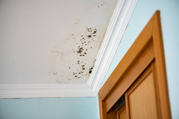 Professional Mold Removal in Hardwick, GA