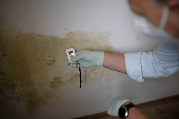 Best Attic Mold Removal  in Hardwick, GA