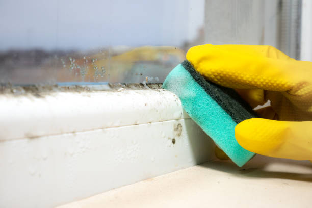 Best Local Mold Removal Service  in Hardwick, GA