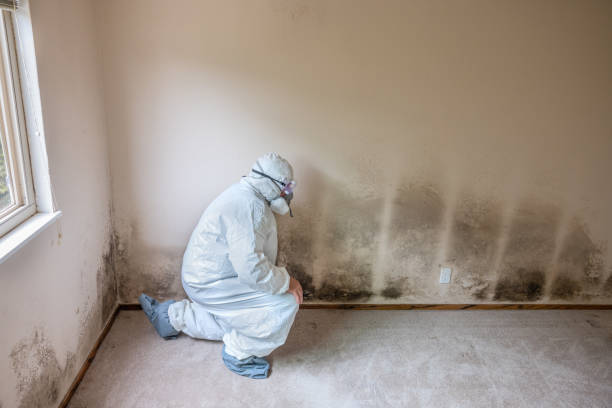 Best Professional Mold Removal  in Hardwick, GA