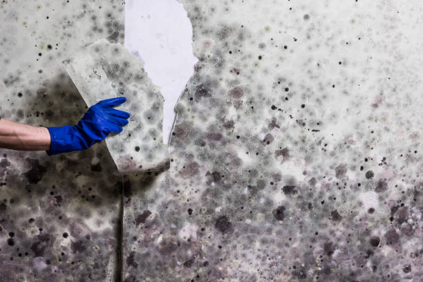 Best Professional Mold Removal  in Hardwick, GA